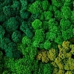 Dekoratif Yosun Uygulamaları (Moss wall decor)
